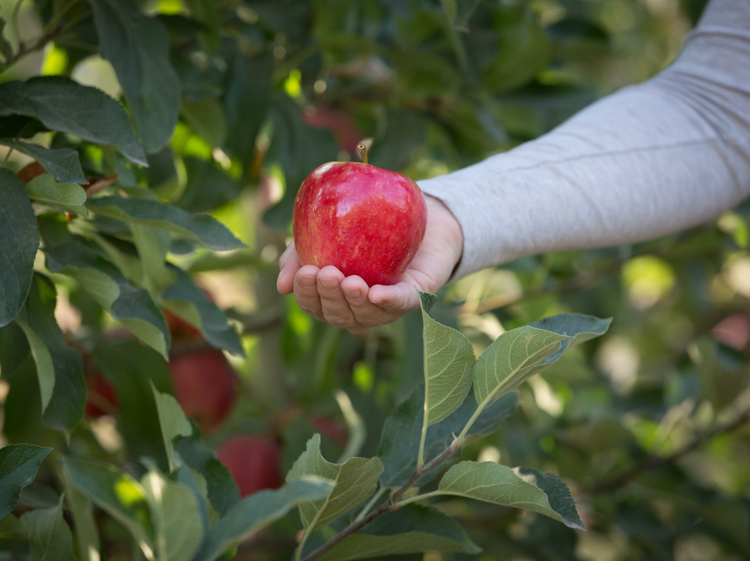 Oregon Heritage Farms-希尔斯伯勒必去景点