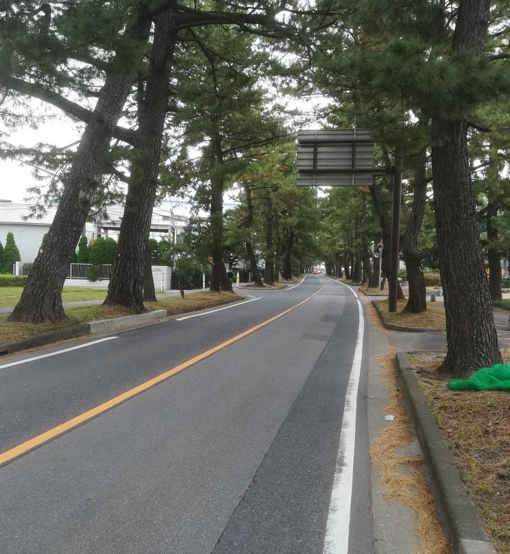 Row of Pine Trees in Kyutokaido景点图片