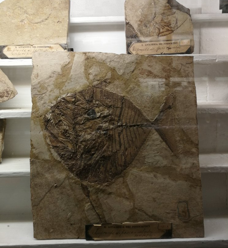 Museo di Storia Naturale dell'Accademia dei Fisiocritici-锡耶纳必去景点