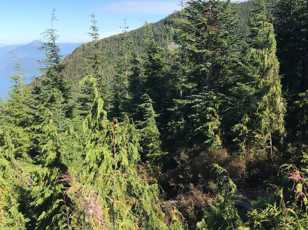 Cypress Provincial Park景点图片