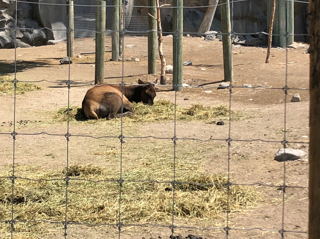 Zoo Idaho景点图片