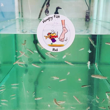 Hungry Fish-Rab Town必去景点