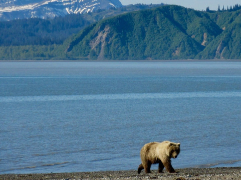 Bearfoot Tours-荷马必去景点