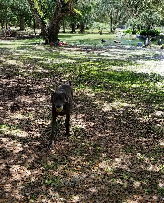 Bark Central Dog Park-因弗内斯必去景点