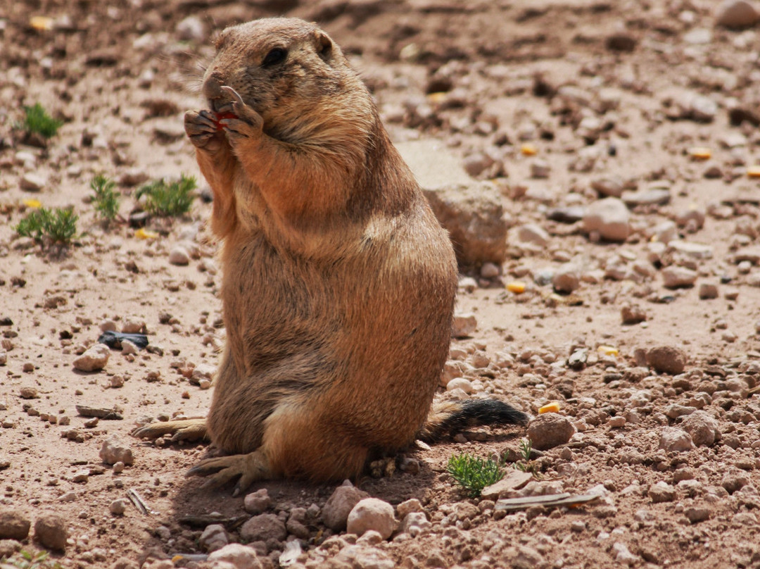 Mackenzie Park-拉伯克县必去景点