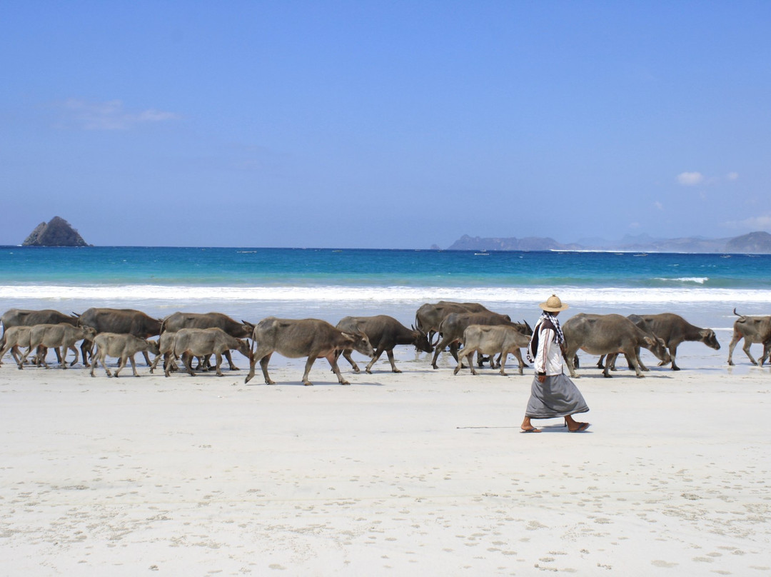 The Bale Lombok Tour-Pujut必去景点