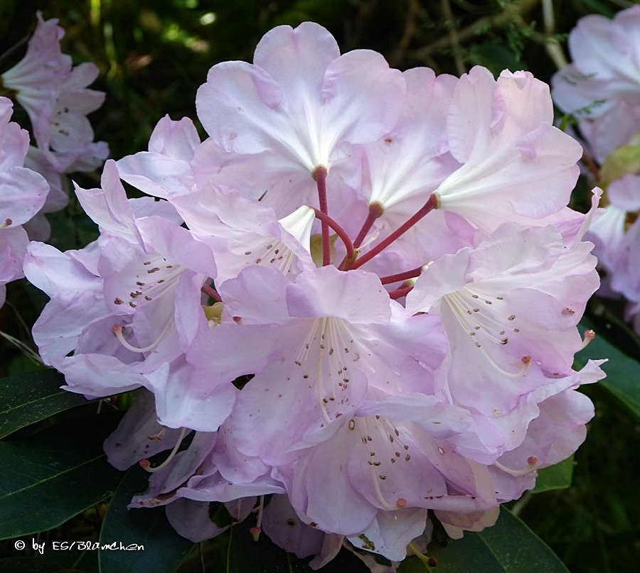 Rhododendronpark Jansen景点图片