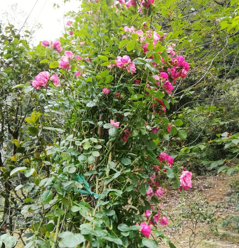 葛仙山镇景点图片