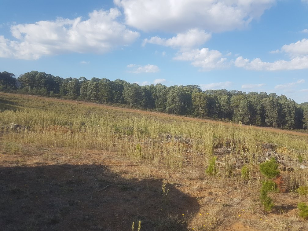 Mount Stanley Look Out-Stanley必去景点