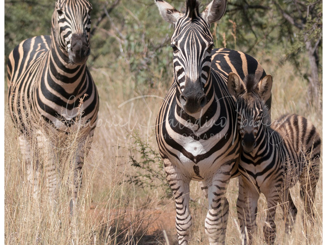 Ingrid's Safaris - Day Tour景点图片