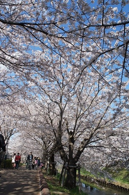 Ebi River-船桥市必去景点