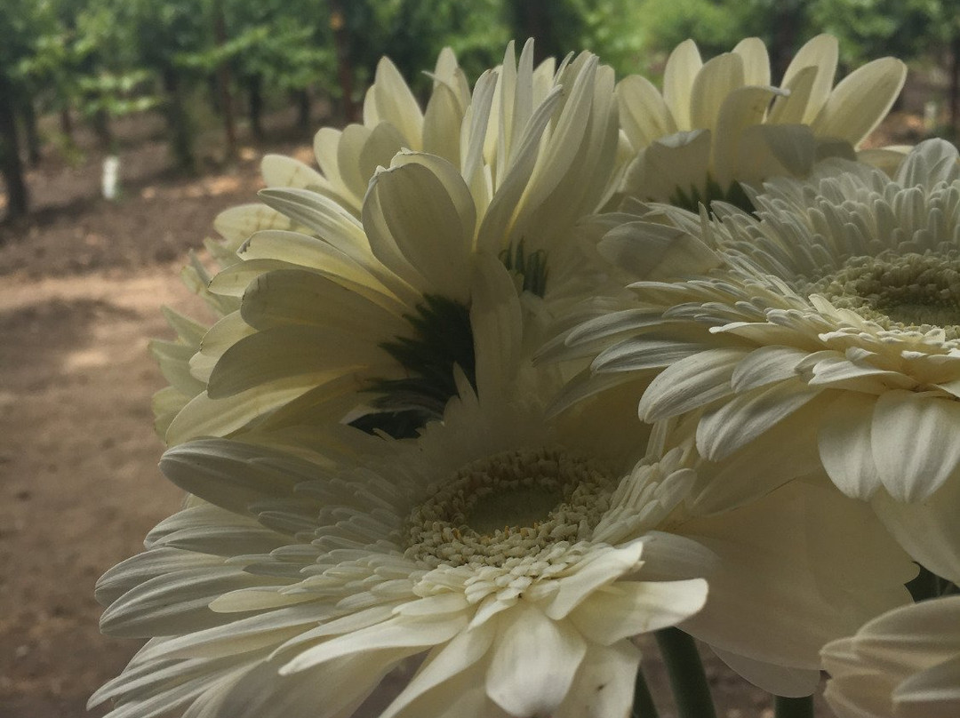 Beyond The Label - Napa Valley Private Wine Tours-纳帕必去景点