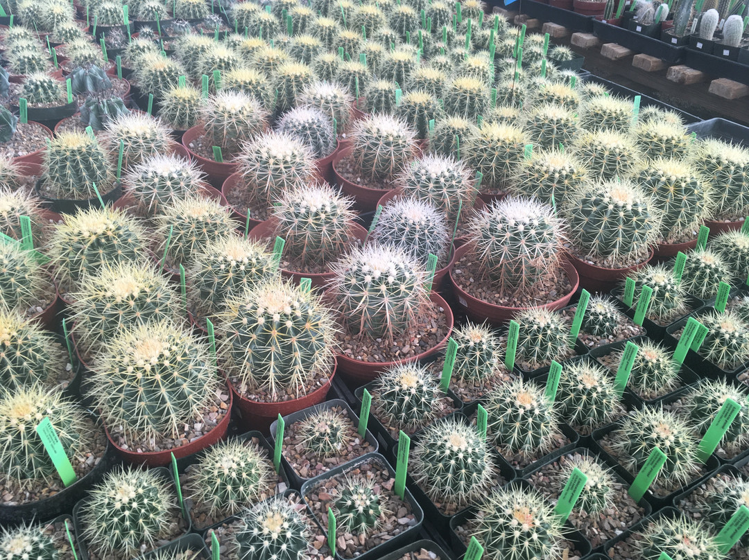 B & B Cactus Farm景点图片