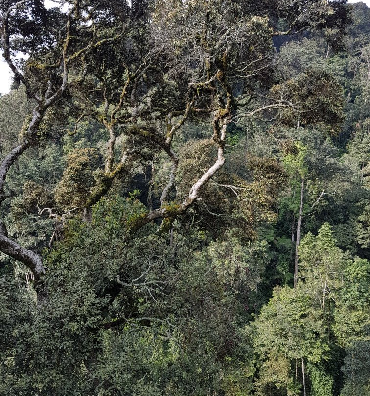 One & Only Nyungwe House主图