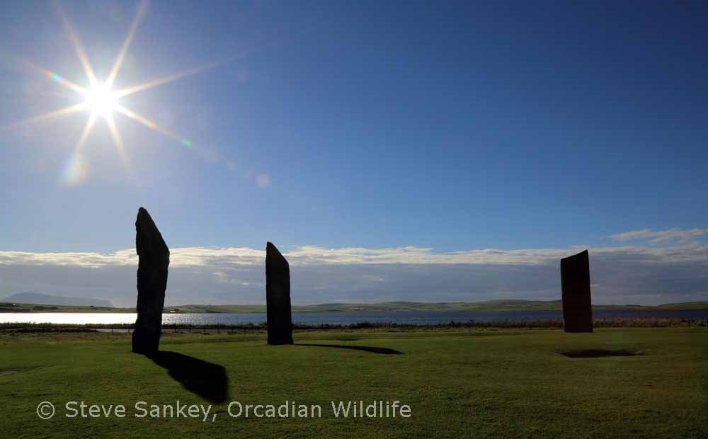 Orcadian Wildlife景点图片