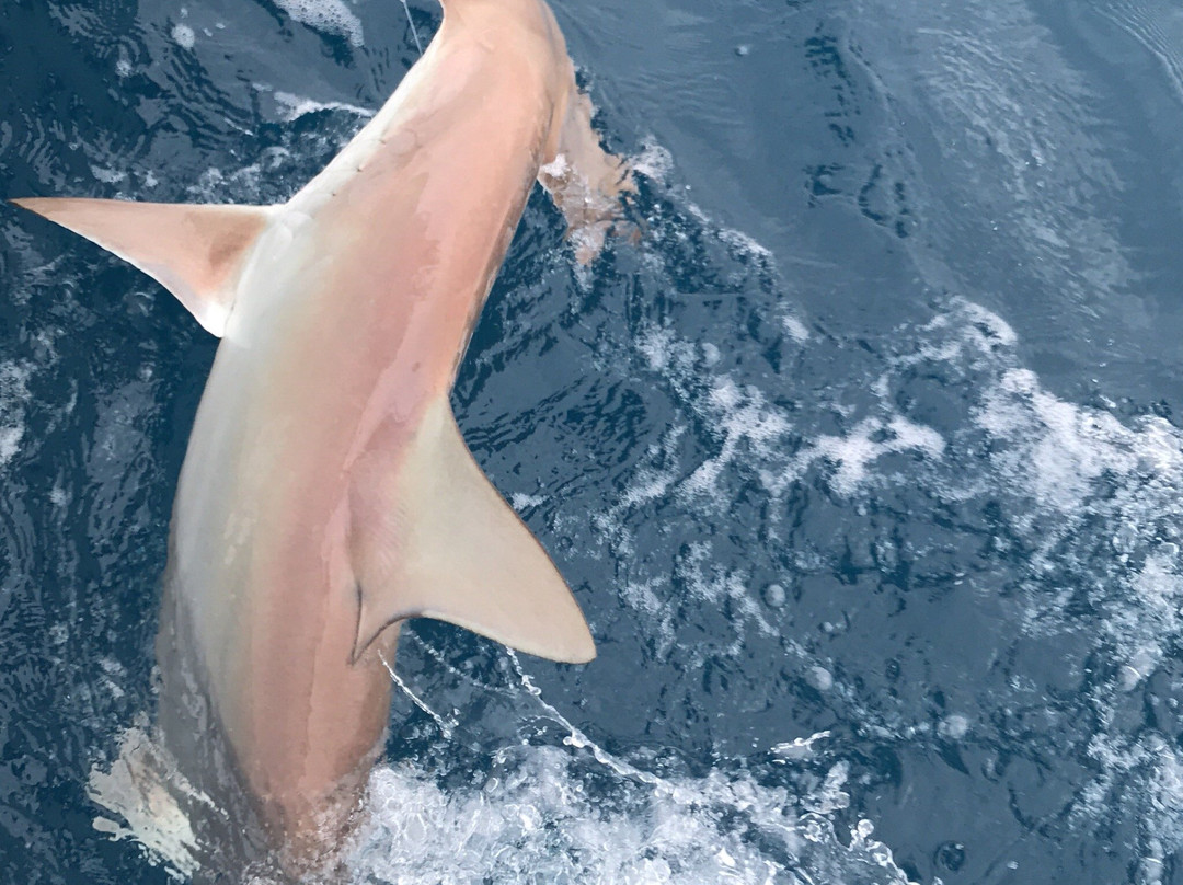 Miami Fishing Charter-迈阿密必去景点