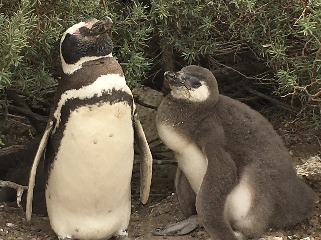 Punta Tombo-Dos Pozos必去景点