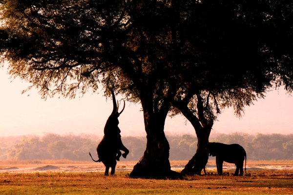 Vundu Camp - Bushlife Safaris-官方
