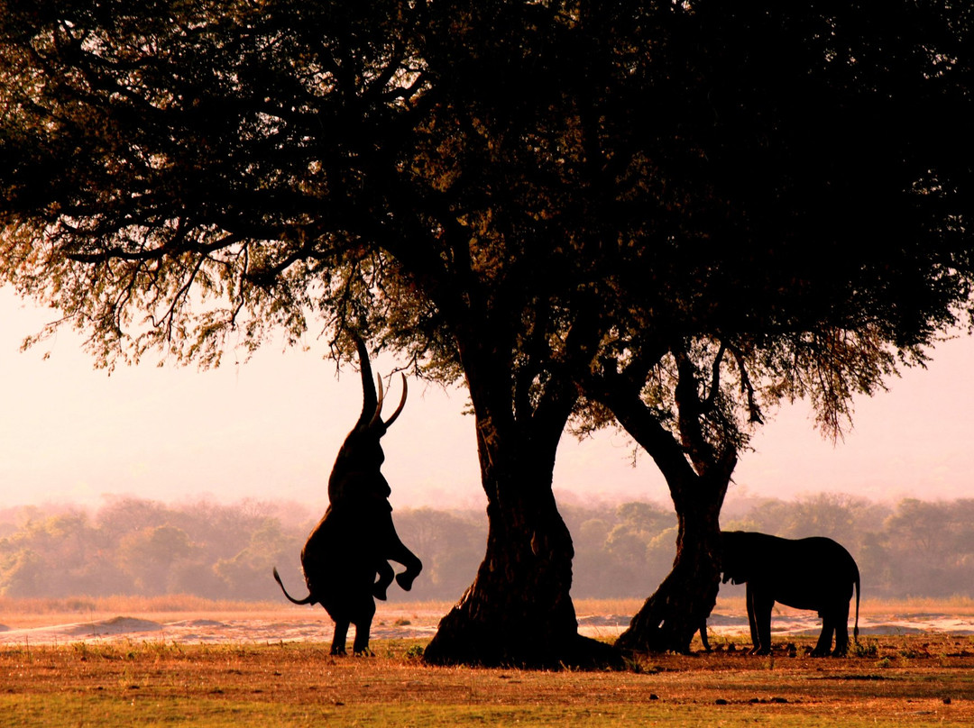 Vundu Camp - Bushlife Safaris主图