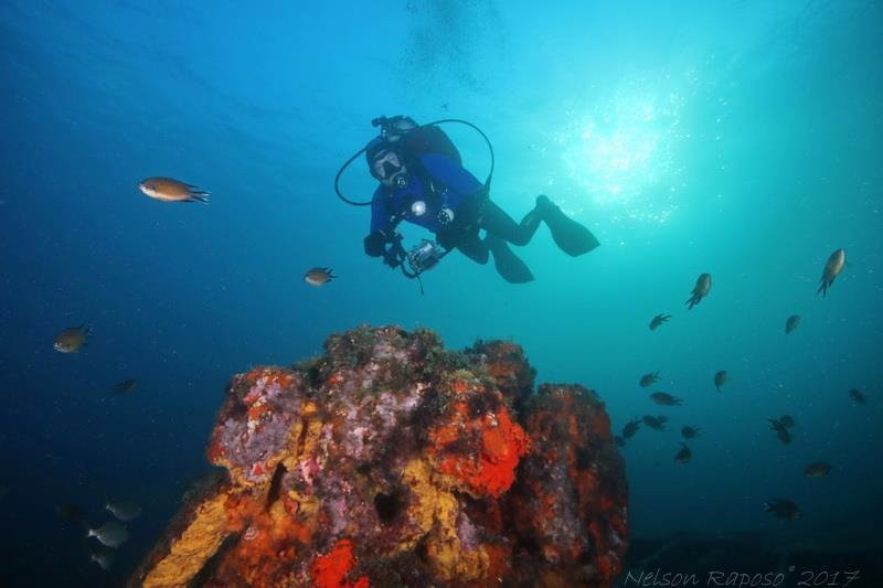 Azores Low Dive-蓬塔德尔加达必去景点