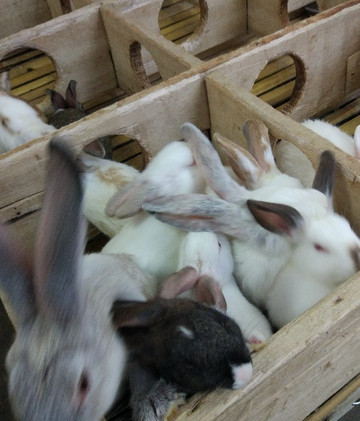 KidZoo PVJ-万隆必去景点