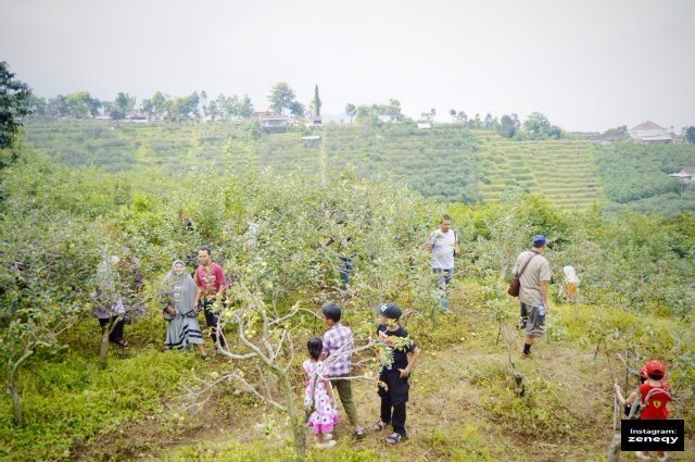 Wisata Petik Apel Makmur Abadi-巴图必去景点