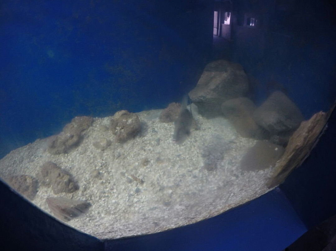 Almirante Paulo Moreira Oceanographic Museum-阿拉伊阿尔港必去景点