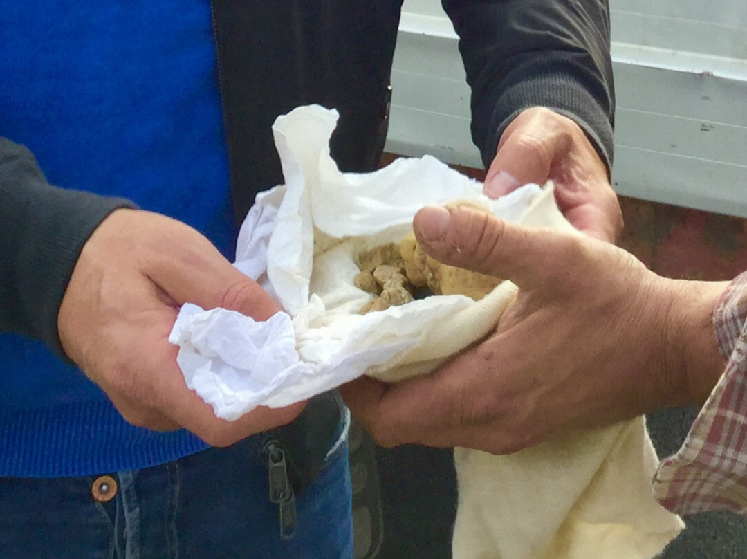 Furlo旅游景点-Tartufi di Acqualagna - Truffle Tasting and Shop