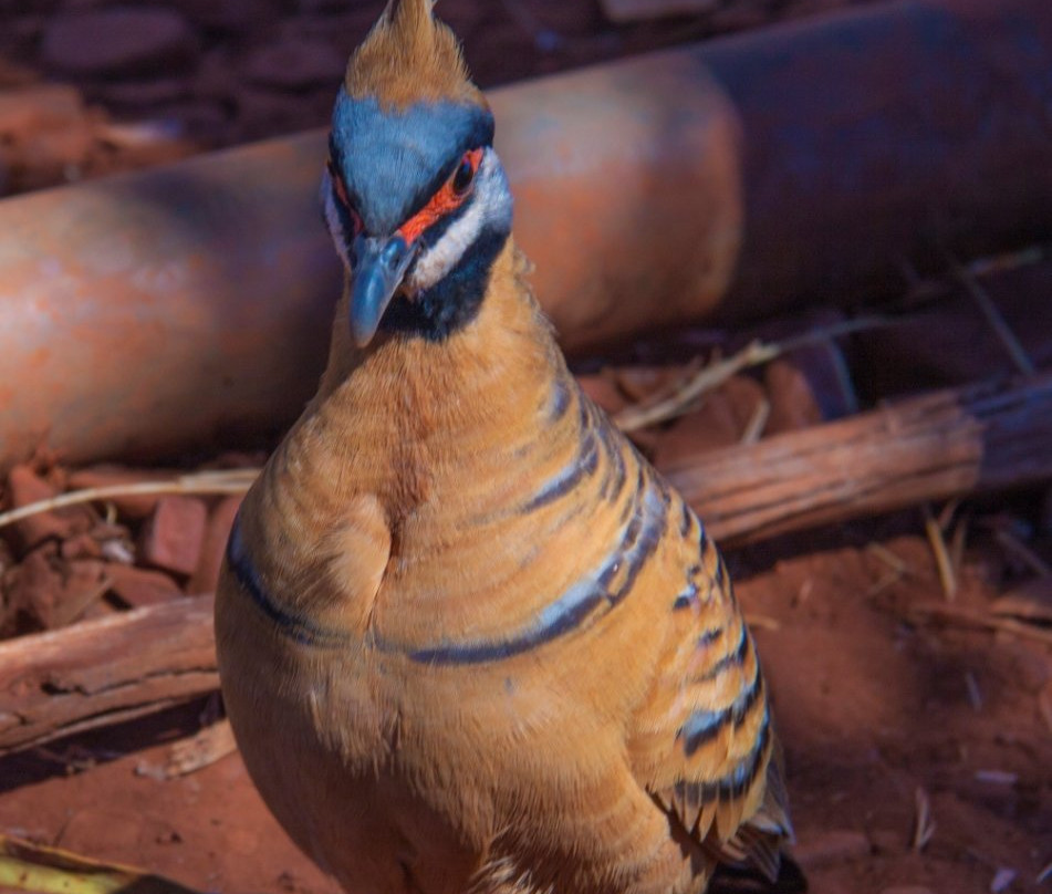 Lestok Tours-Tom Price必去景点