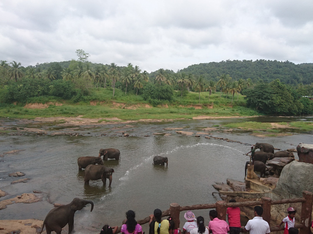 Pinnawala Jumbos-凯格勒 必去景点