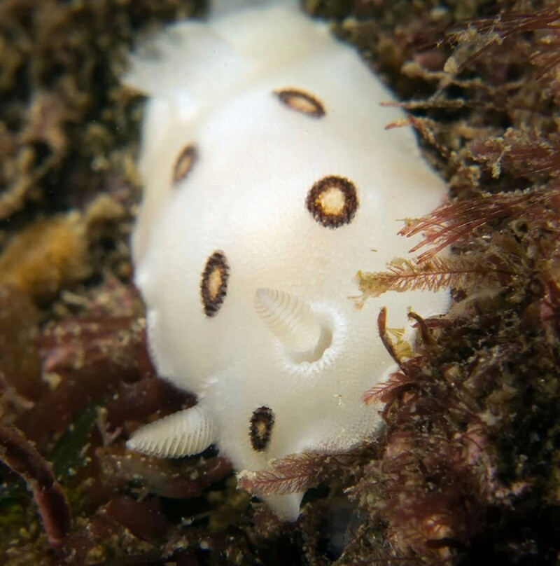 Bajaproscubadivers-恩塞纳达必去景点