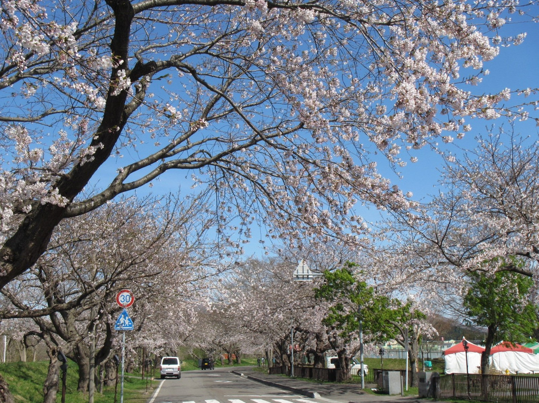 Ono River Cherry Blossom Avenue-北斗市必去景点