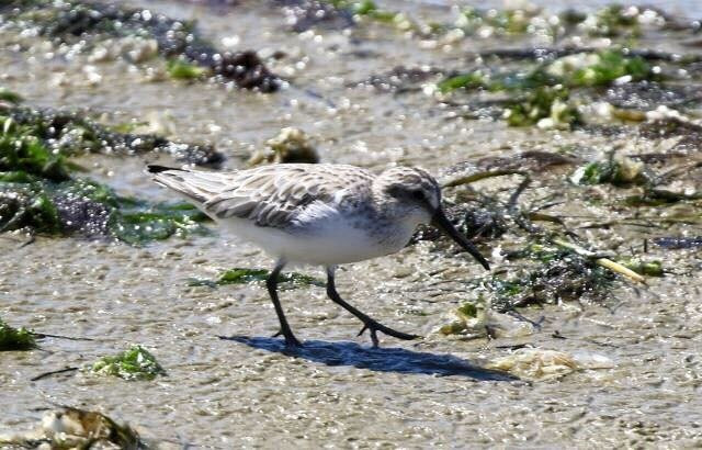 Little River旅游景点-Lake Borrie Wetlands
