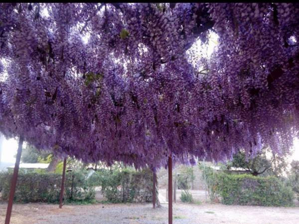 Agriturismo Boschetto di Montiano主图