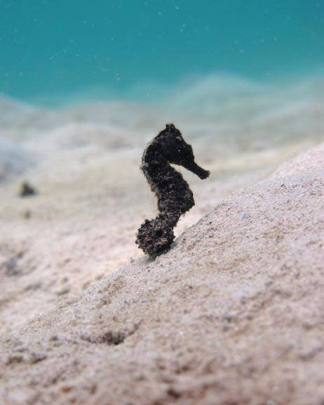 Island Dive Operations-Portsmouth必去景点