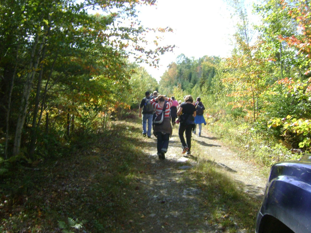 Sam's Woodland Tours-Bridgewater必去景点