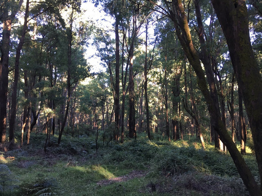 Stringybark Creek Historic Reserve-Archerton必去景点