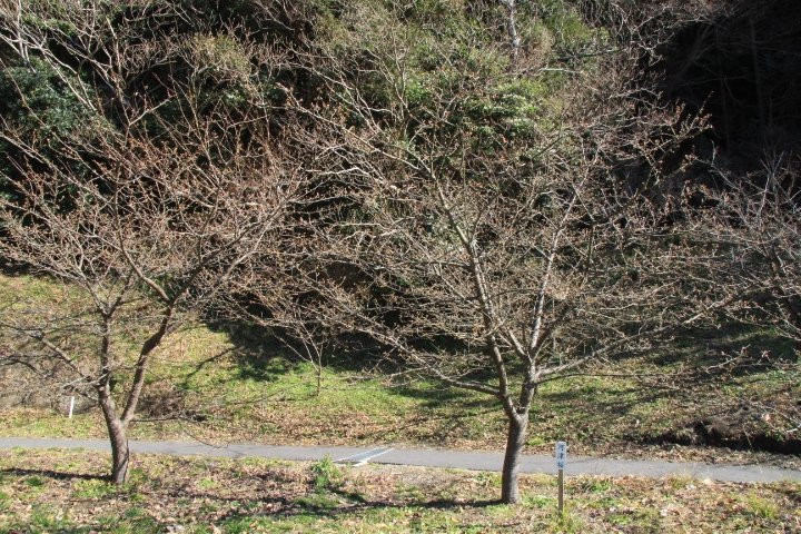 Radiant Flower Hill Park-二宫町必去景点