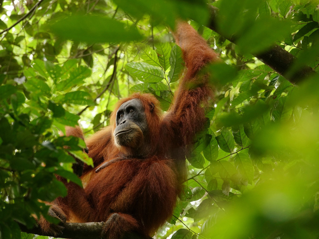 Sumatra Orang Utan Treks-武吉拉旺必去景点