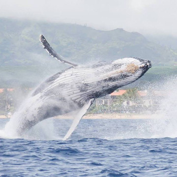 Z Tourz-可洛亚必去景点