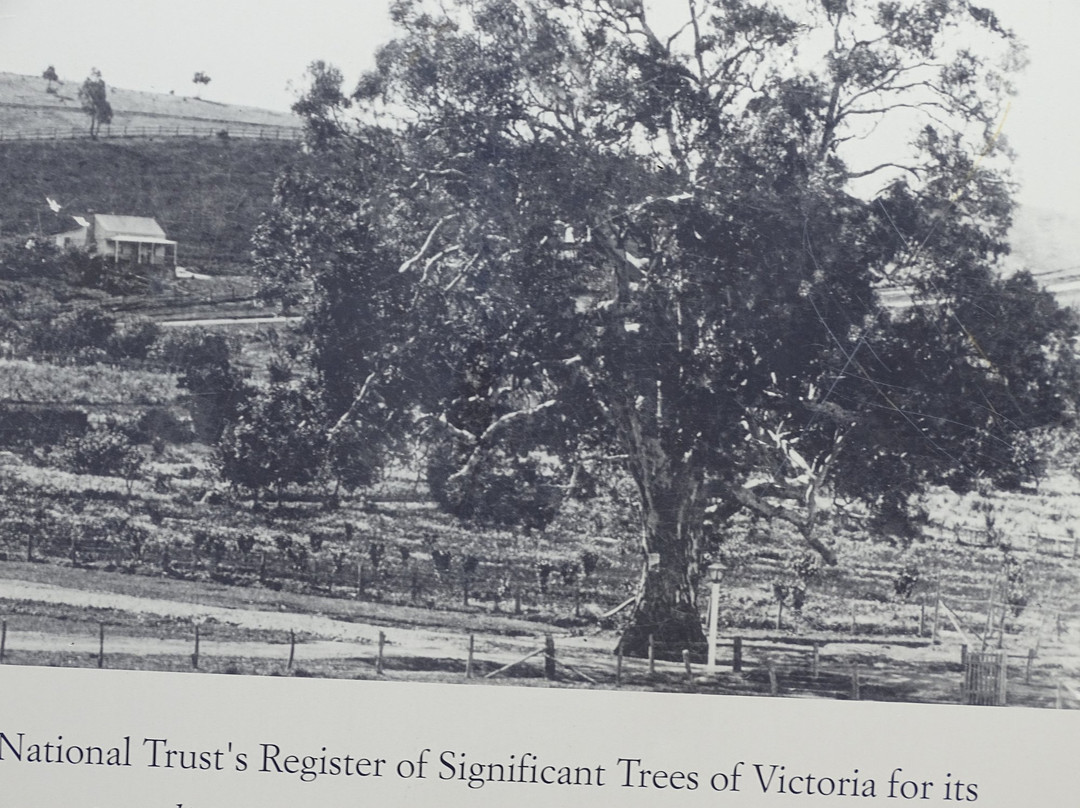 Big Tree-Guildford必去景点