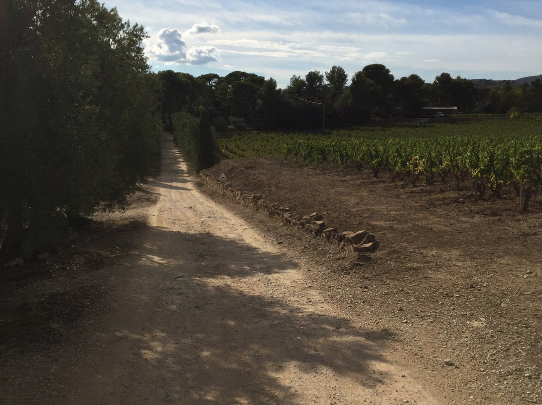 Domaine de l'Olivette景点图片
