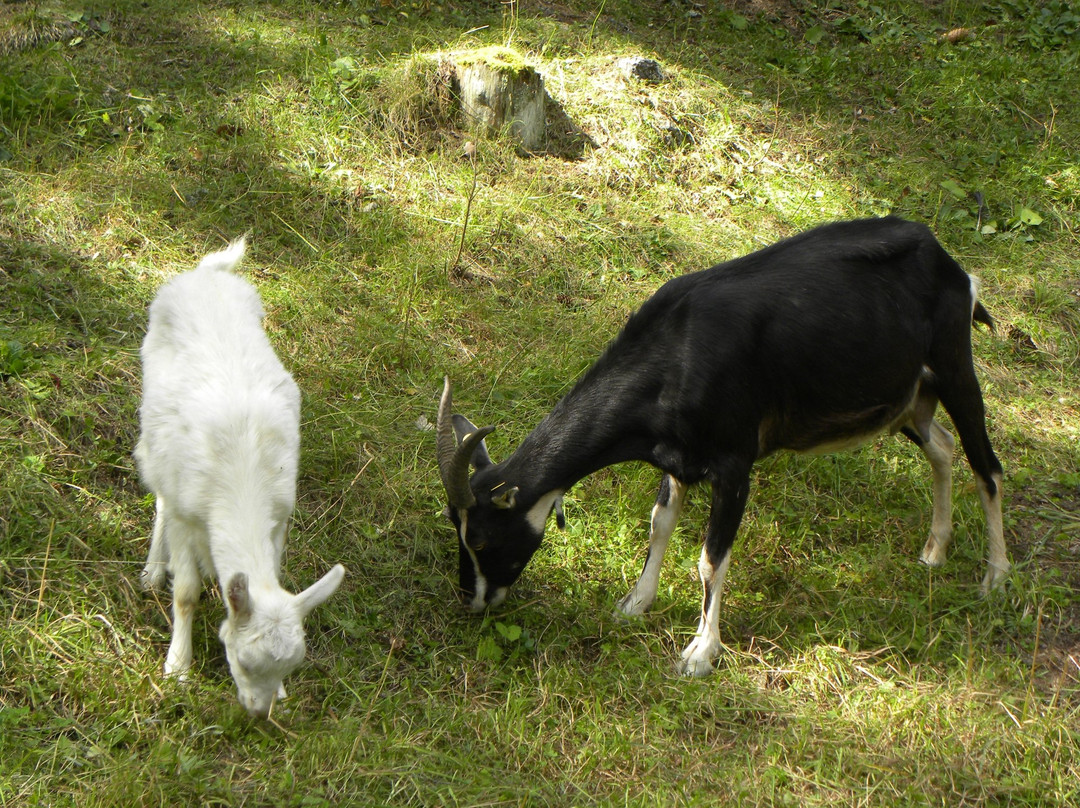 Parch di Colfosco-Colfosco必去景点