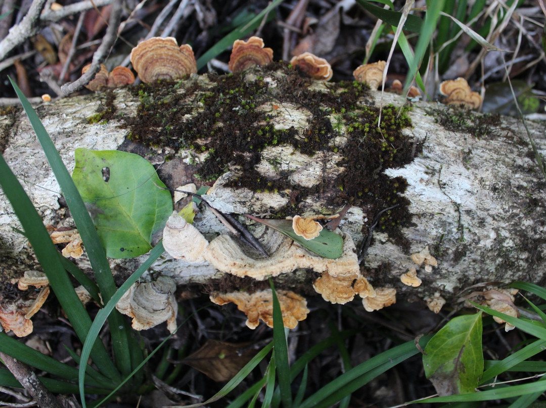 Secrets of Knysna Forest-哈克城必去景点