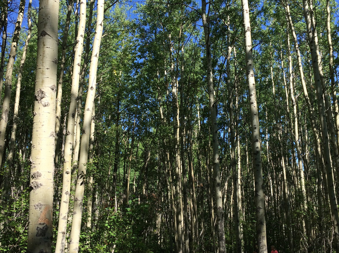 Charlie Lake Provincial Park-Charlie Lake必去景点