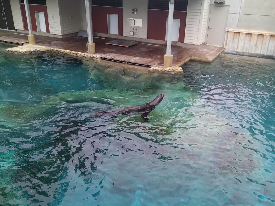 Sea Lion Landing-哥伦比亚必去景点