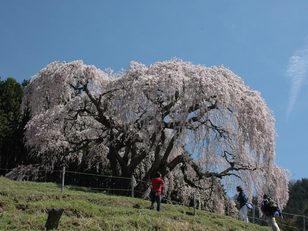 Ogga Zuma Weeping Cherry Blossams景点图片