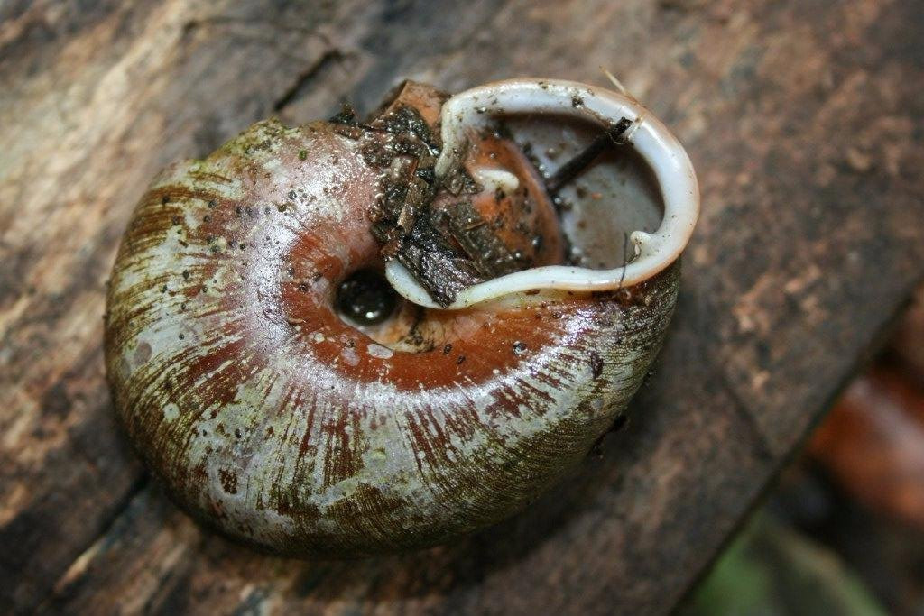 La Reserva Nacional Forestal Bosque de Yotoco-Alcala必去景点