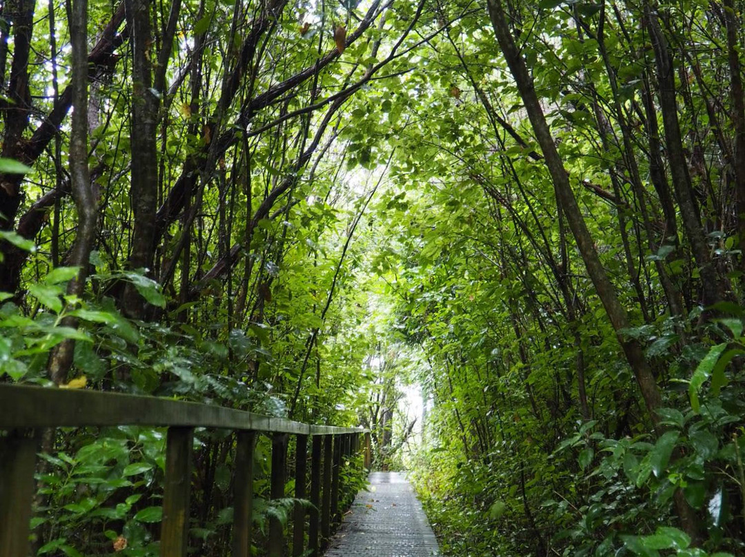 Parry Kauri Park景点图片