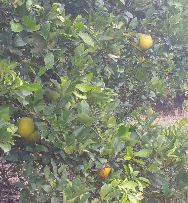 Hancock Groves-Dade City必去景点